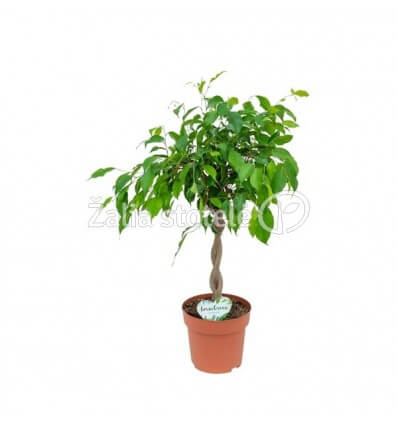 FIKUSAS (FICUS ELASTICA) MIX 17Ø60H