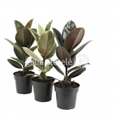 FIKUSAS (FICUS BEN.) EXOTICA 17Ø60H