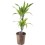 DRACENA LEMON LIME 17Ø65H