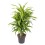 DRACENA LEMON LIME BRANCHED 24Ø100H