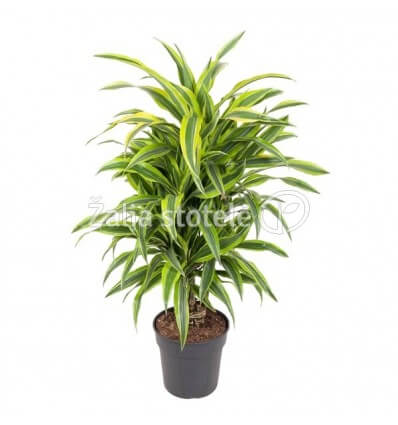 DRACENA LEMON LIME BRANCHED 24Ø100H