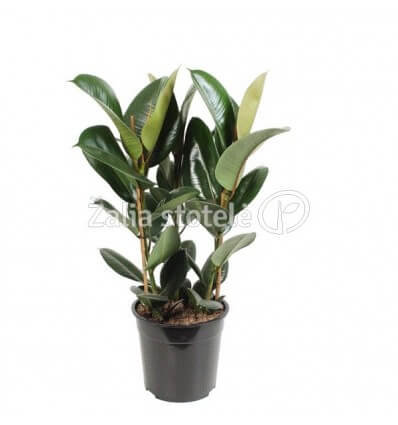 FIKUSAS (FICUS ELASTICA) ROBUSTA 27Ø90H