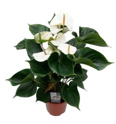 ANTURIS (ANTHURIUM) ADIOS WHITE 17Ø55H