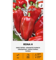 PAPRIKA VIENAMETĖ REINA H