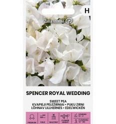 PELĖŽIRNIAI K. SPENCER ROYAL WEDDING