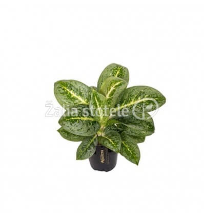 AGLOANEMA LEMON MINT 19Ø50H