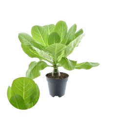 PALMĖ HAVAJŲ (BRIGHAMIA INSIGNIS) 12Ø22H