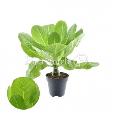 PALMĖ HAVAJŲ (BRIGHAMIA INSIGNIS) 12Ø22H