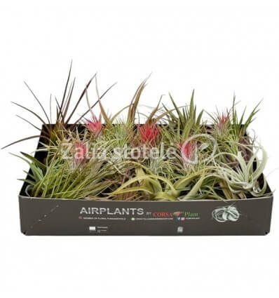 TILANDSIJA (TILLANDSIA) MIX 7Ø8H