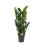 ZAMIOKULKAS (ZAMIOCULCAS) LUCKY 21Ø85H