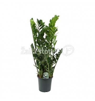 ZAMIOKULKAS (ZAMIOCULCAS) LUCKY 21Ø85H