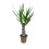 JUKA (YUCCA) 2HEAD 12Ø45H