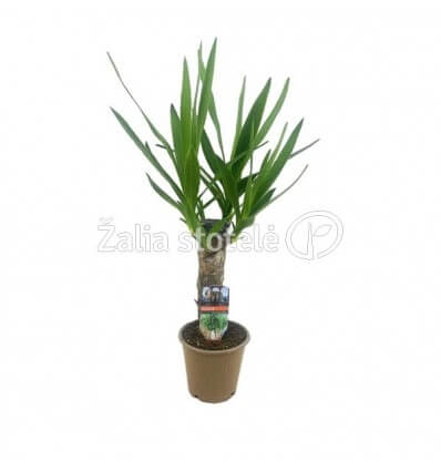 JUKA (YUCCA) 2HEAD 12Ø45H