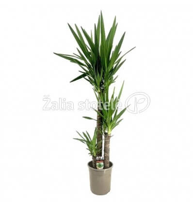 JUKA (YUCCA) 90-45-20 24Ø130H