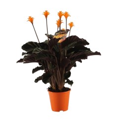 KALATĖJA (CALATHEA CROCATA) 14Ø35H