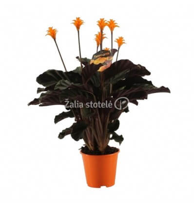 KALATĖJA (CALATHEA CROCATA) 14Ø35H