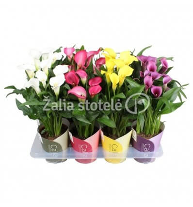 KALIJA (ZANTEDESCHIA) MIX 13Ø40H