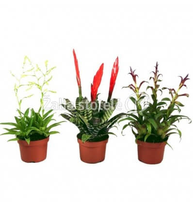 BROMELIJA BOTANIC MIX 10,5Ø30H