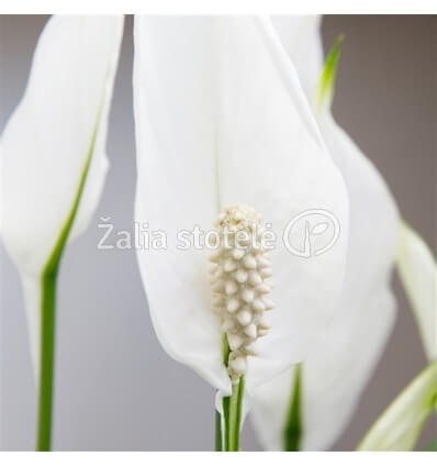 VĖZDŪNĖ (SPATHIPHYLLUM) BELLINI 13Ø40H