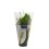 VĖZDŪNĖ (SPATHIPHYLLUM) BELLINI 13Ø40H