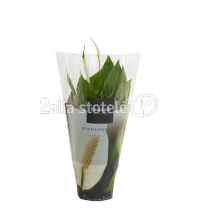 VĖZDŪNĖ (SPATHIPHYLLUM) BELLINI 13Ø40H