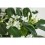 STEFANOTIS (STEPHANOTIS FLORIB.) 12Ø 40H