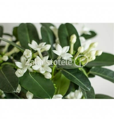 STEFANOTIS (STEPHANOTIS FLORIB.) 12Ø 40H