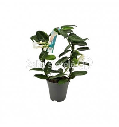 STEFANOTIS (STEPHANOTIS FLORIB.) 12Ø 40H