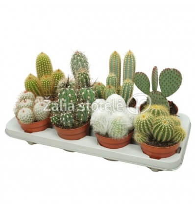 KAKTUSAS (CACTUS) MIX 12Ø15H