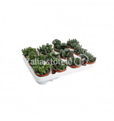 ADROMISCHUS MIX 8,5Ø10H