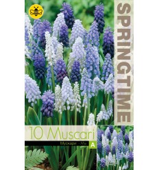 ŽYDRĖS MUSCARI MIXED