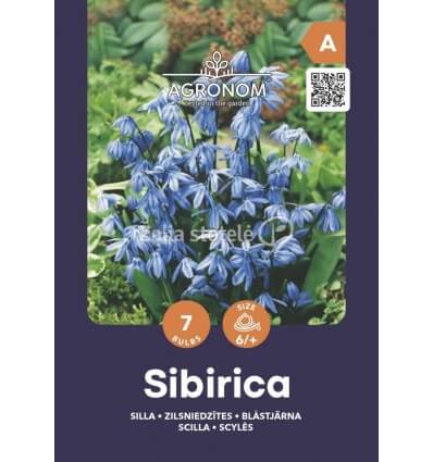 SCYLĖS SIBIRICA BLUE