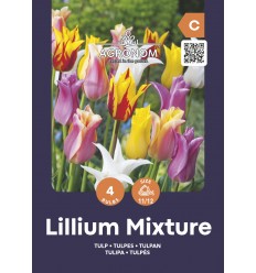 TULPĖS MIX LILYFLOWERING MIXED