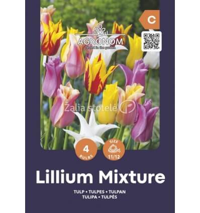 TULPĖS MIX LILYFLOWERING MIXED