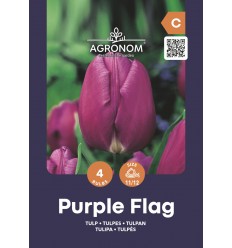 TULPĖS PURPLE FLAG