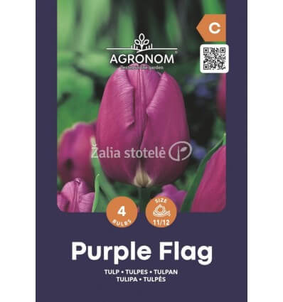 TULPĖS PURPLE FLAG