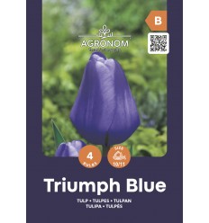 TULPĖS TRIUMPH BLUE