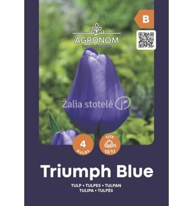 TULPĖS TRIUMPH BLUE