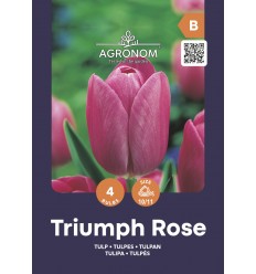 TULPĖS TRIUMPH ROSE