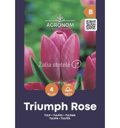 TULPĖS TRIUMPH ROSE