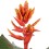 ECHMĖJA (AECHMEA) ELEGANT FLAMES 12Ø45H