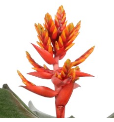 ECHMĖJA (AECHMEA) ELEGANT FLAMES 12Ø45H