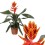 ECHMĖJA (AECHMEA) ELEGANT FLAMES 12Ø45H