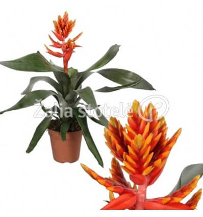 ECHMĖJA (AECHMEA) ELEGANT FLAMES 12Ø45H