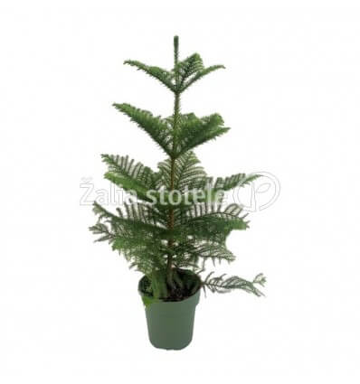 ARAUKARIJA (ARAUCARIA HETEROPH.) 21Ø60H