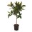 FIKUSAS (FICUS) MELANY 26Ø90H