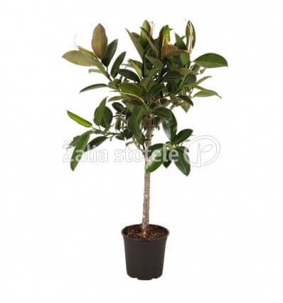 FIKUSAS (FICUS) MELANY 26Ø90H