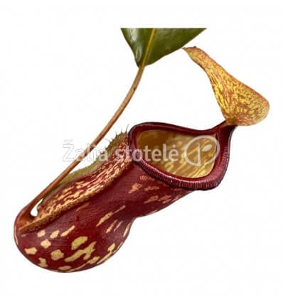 ĄSOTENIS (NEPENTHES GAYA) 14Ø28H