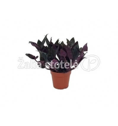 TRADESKANTĖ (TRADESCANTIA ROXXO) 12Ø35H