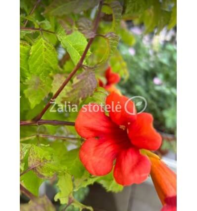 LĄSTŪNĖ HIBRIDINĖ SUMMER JAZZ FIRE TRUMPET VINE PA